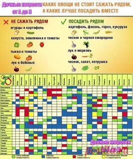 Какие овощи сажают рядом