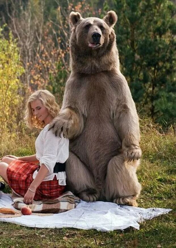 Приколы русских животных. Необычные медведи.