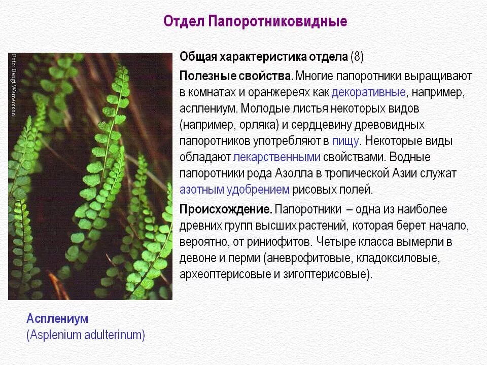 Папоротник орляк полезен. Отдел Папоротниковидные. Папоротник характеристика 3 класс. Побеги орляка. При расшифровке генома папоротника