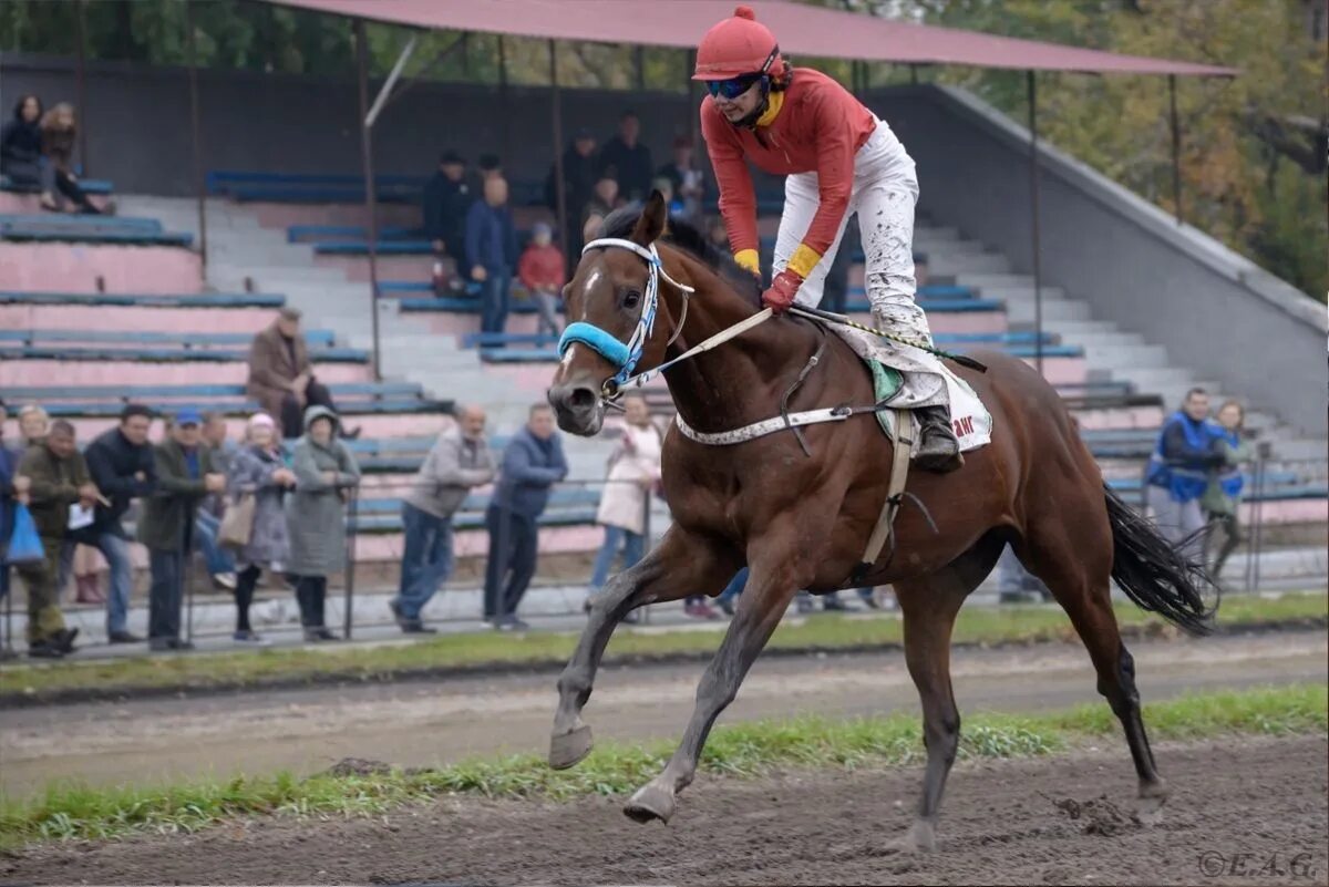 Абаканский ипподром. Абаканский ипподром 2023. Хакасская лошадь ипподром. Юрта абакан на ипподроме. Абаканский ипподром фото с 1998.