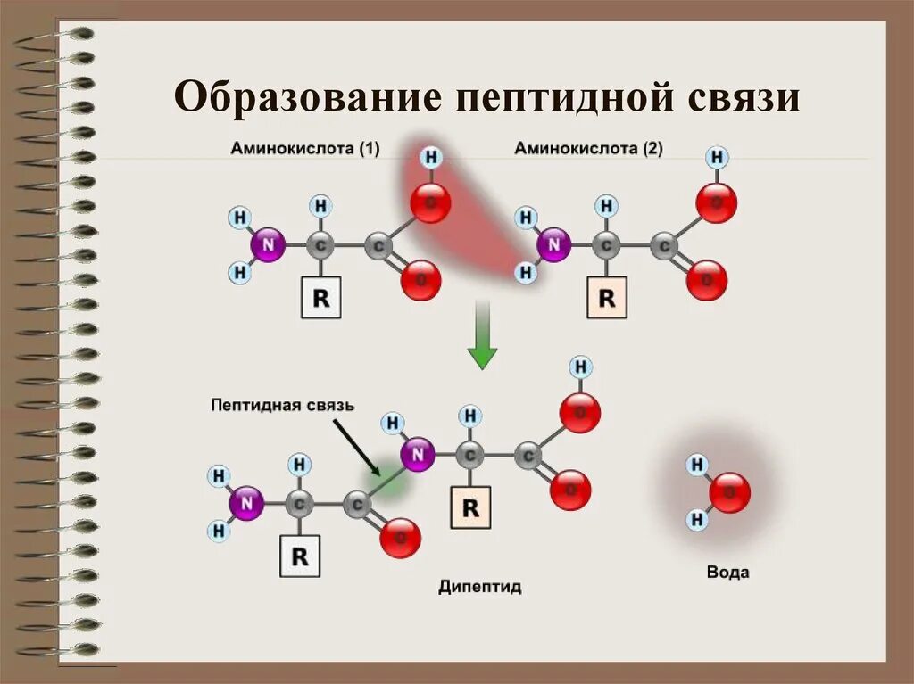 Клетки состоят из аминокислот. Образование пептидной связи между аминокислотами схема. Формула белка пептидная связь. Строение белка пептидная связь. Пептидная связь аминокислот формула.