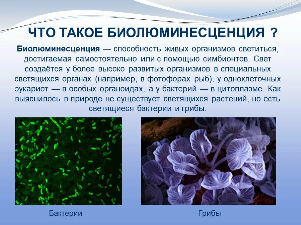 Для чего нужен светящийся. Биолюминесценция, светящиеся бактерии. Секреторная биолюминесценция. Люминесценция в биологии. Флуоресценция живых организмов.