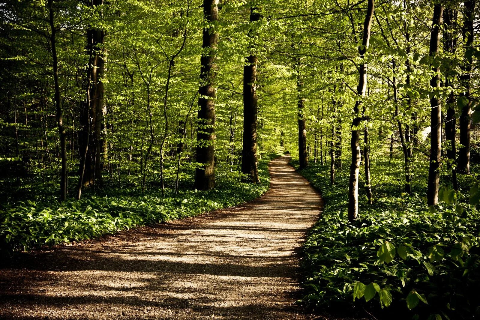 Ya path. Фон тропинка. картинки path. gurney path. path background picture.