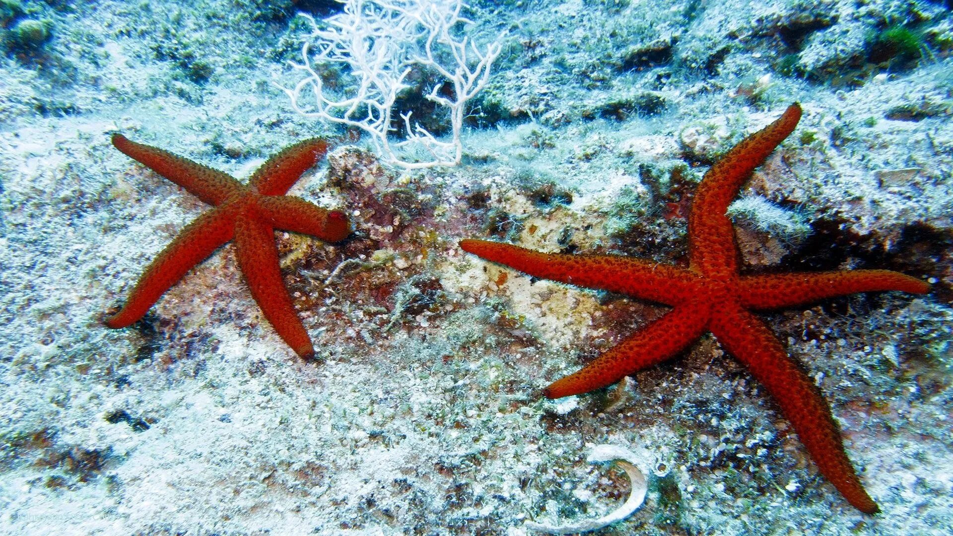 Солястер морская звезда. Морская звезда Lunckia Columbiae. Морская звезда - Адзевз Аяксром. Шестиконечная морская звезда.