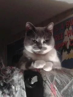 Он затевает что то плохое 13