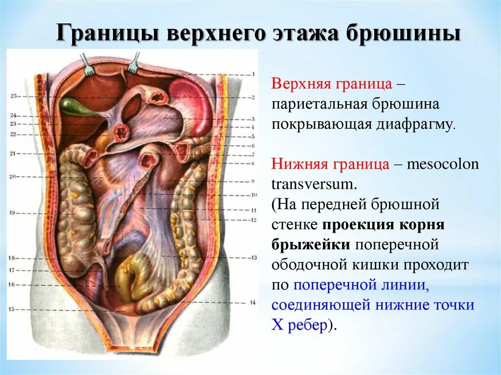 Какие органы расположены в нижней полости. Брюшина анатомия передняя стенка. Топография верхнего этажа брюшины. Брюшина топографическая анатомия. Верхний этаж брюшины топографическая анатомия.