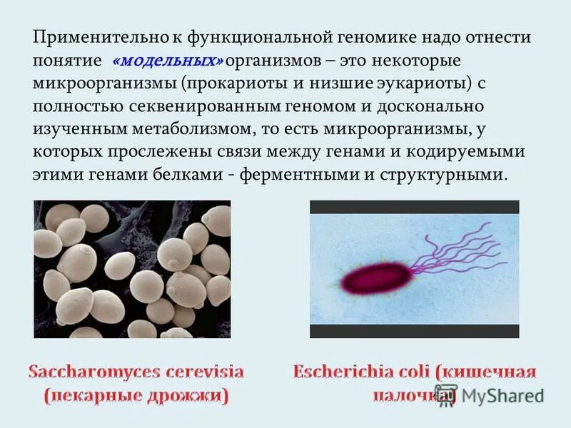 палочка сибирской язвы прокариот или эукариот. безъядерные бактерии. разнообразие внешнего строения бактериальных клеток. кишечная палочка это эукариот. прокариоты эукариоты вирусы.