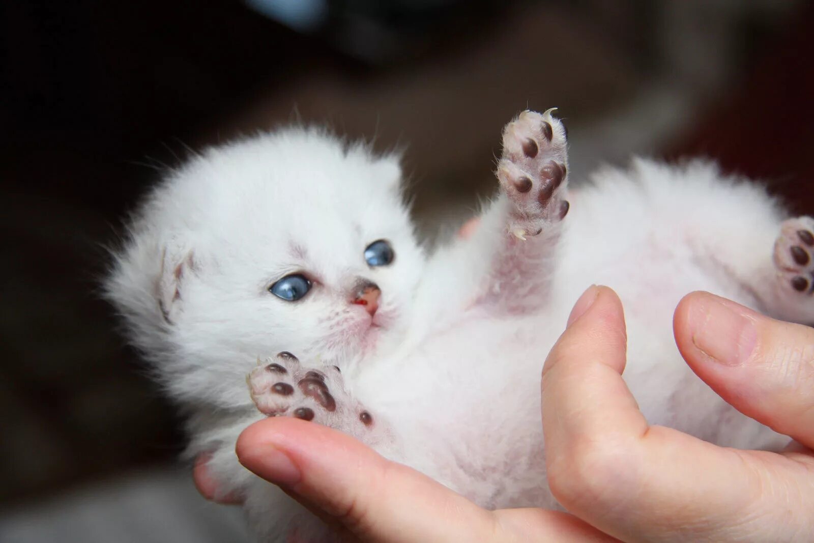 Маленьких котят побыстрее. Новорожденные котята. Белый котенок. Маленький котенок. Малюсенькие котята.