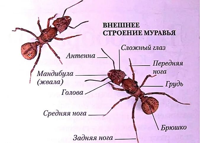 Перепончатокрылые муравьи строение. Строение муравья самца. Внутреннее строение муравья муравей. Строение мужской особи муравья.