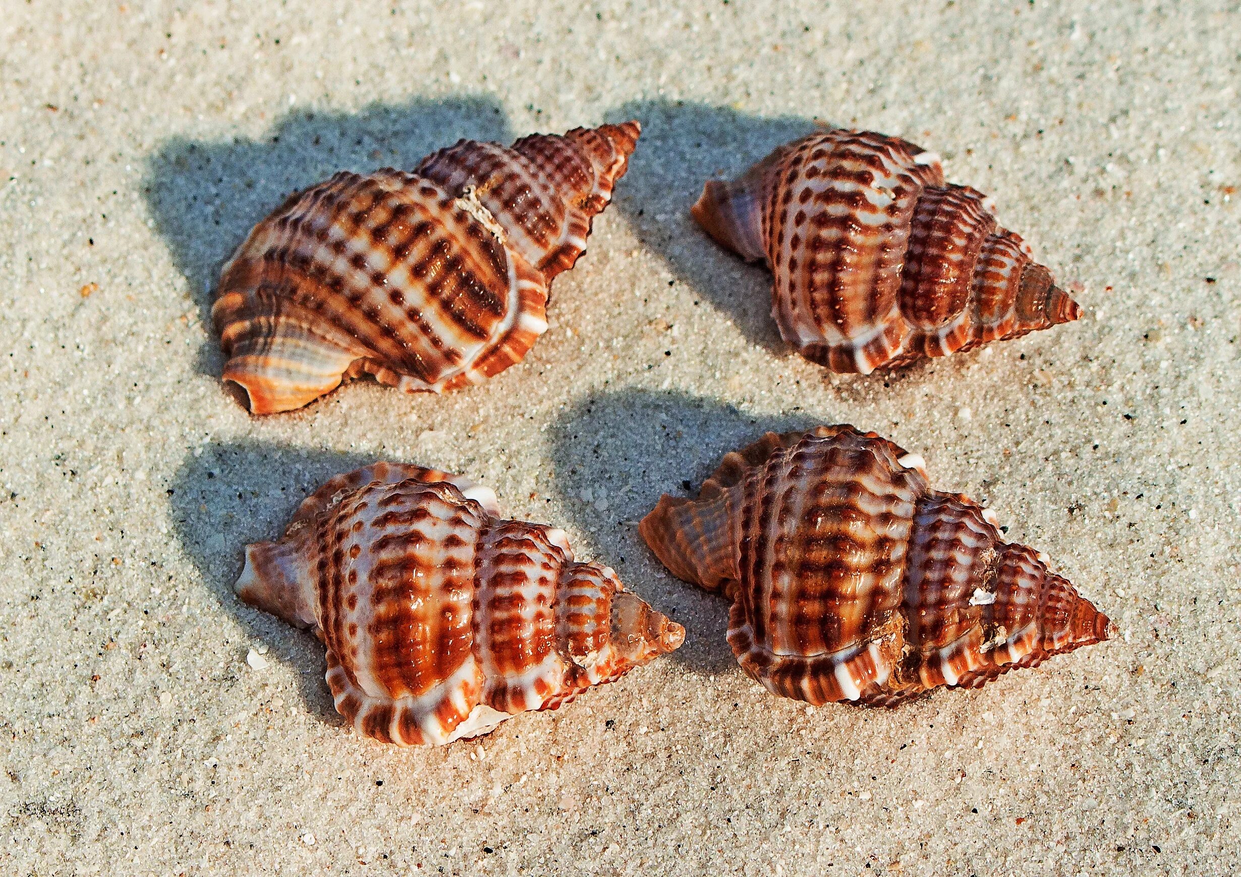 Морская раковина. Раковины морских моллюсков. Ракушки морские. Полосатая Ракушка. Ракушка панцирь