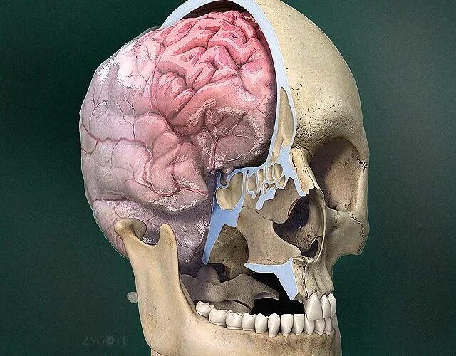 Мозг в черепной коробке. Сагиттальный распил черепа анатомия. Череп 3в анатомия. Человеческий череп в разрезезе.