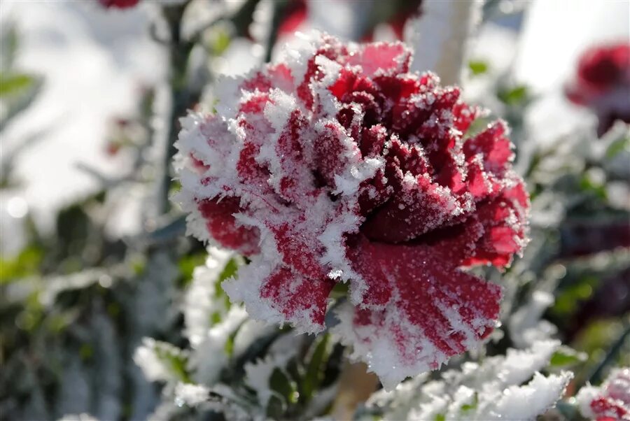 Пионы на снегу том 2 читать. Зимние цветы. Цветы зимой. Цветы в снегу. Красивые зимние цветы.