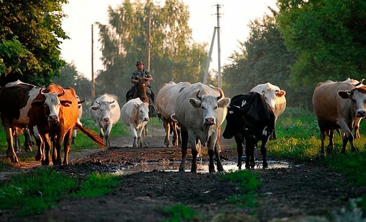 Пастух гонит стадо. Стадо коров в деревне. Коровы в деревне. Корова в селе. Деревенское стадо.