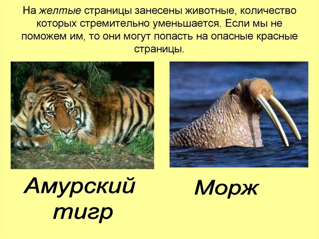 Количество животных уменьшается. Красная книга россии животных желтые страницы. желтые страницы красной книги животные и растения. красные страницы красной книги животные. желтые страницы коасно йкниги россии.