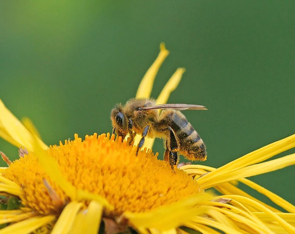 Пчела АПИС Меллифера. 9. Пчела медоносная (APIS mellifera). Пчелиный муравей. Пчелы и муравьи. Www apis ru