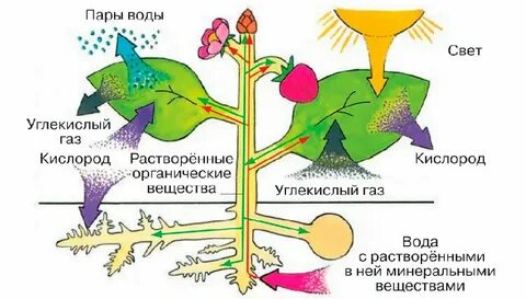 Какой процесс происходит в листьях ночью