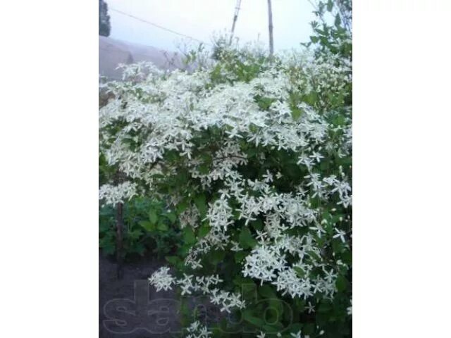 Саженцы Клематис тангутский Анита (Clematis tangutica Anita) купить по цене 1700