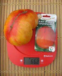 Томаты загадка природы характеристика