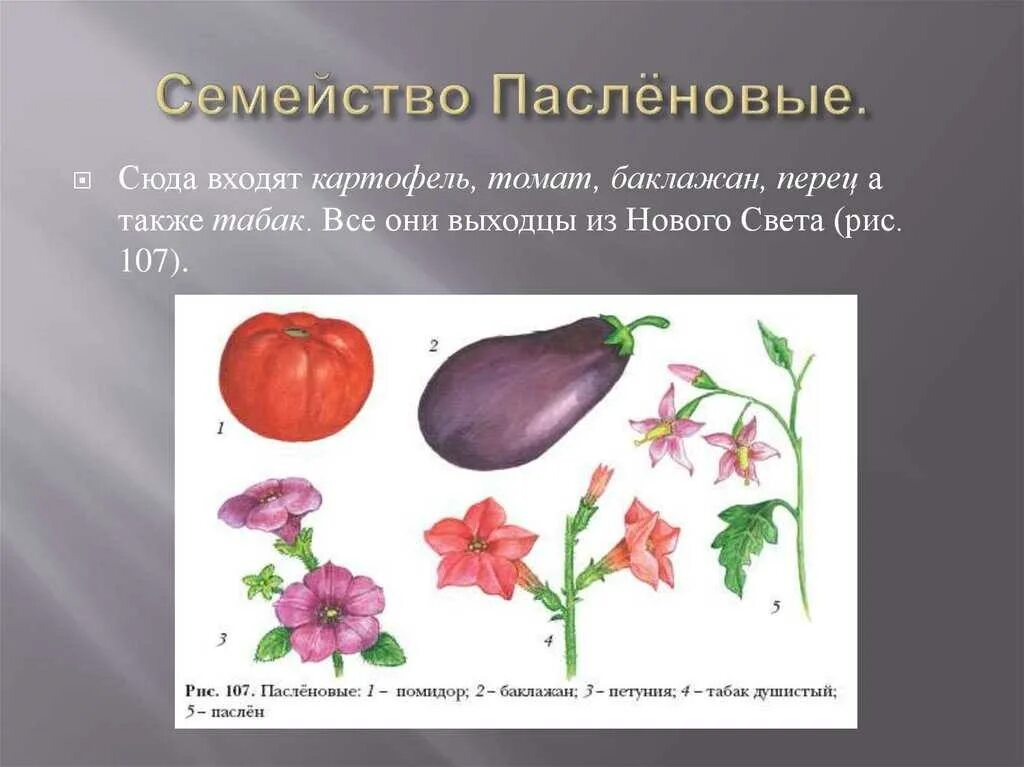 Растения семейства пасленовых ответ. Семейство Пасленовые. Двудольные семейство Паслёновые. Класс двудольные Пасленовые. Томат семейство Пасленовые.