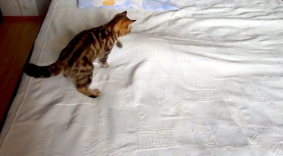 Кошачий лоток с котом. Почему кошки ходят на кровать. Котенок гадит на кровать. Кот в кровати. Кот дрыхнет.
