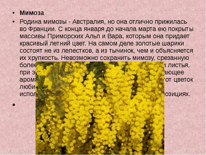 Сохранить мимозу подольше