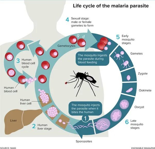 Тяжелое течение малярии ассоциируется чаще. Жизненный цикл возбудителя малярии. Малярия эпидемиология.