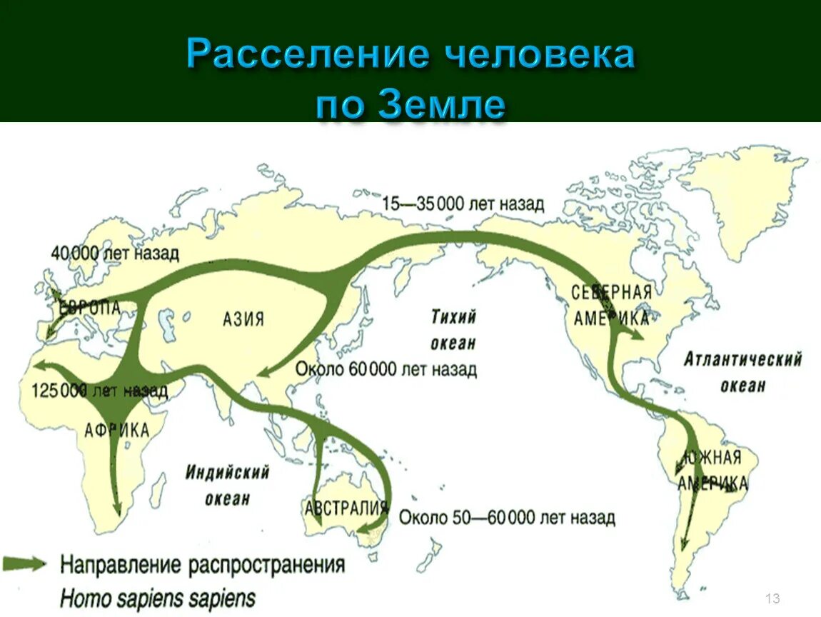 Стадии расселения. Расселение древних людей по земному шару. Карта расселения людей по земному шару. Карта расселения хомо сапиенс. Расселение человека по материкам.