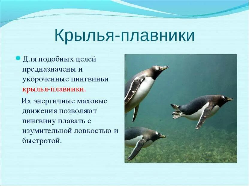 У многих пингвинов плавники вместо передних конечностей. Плавник пингвина. у пингвина плавники или крылья. у пингвинов плавники или. крылья плавники у пингвина.