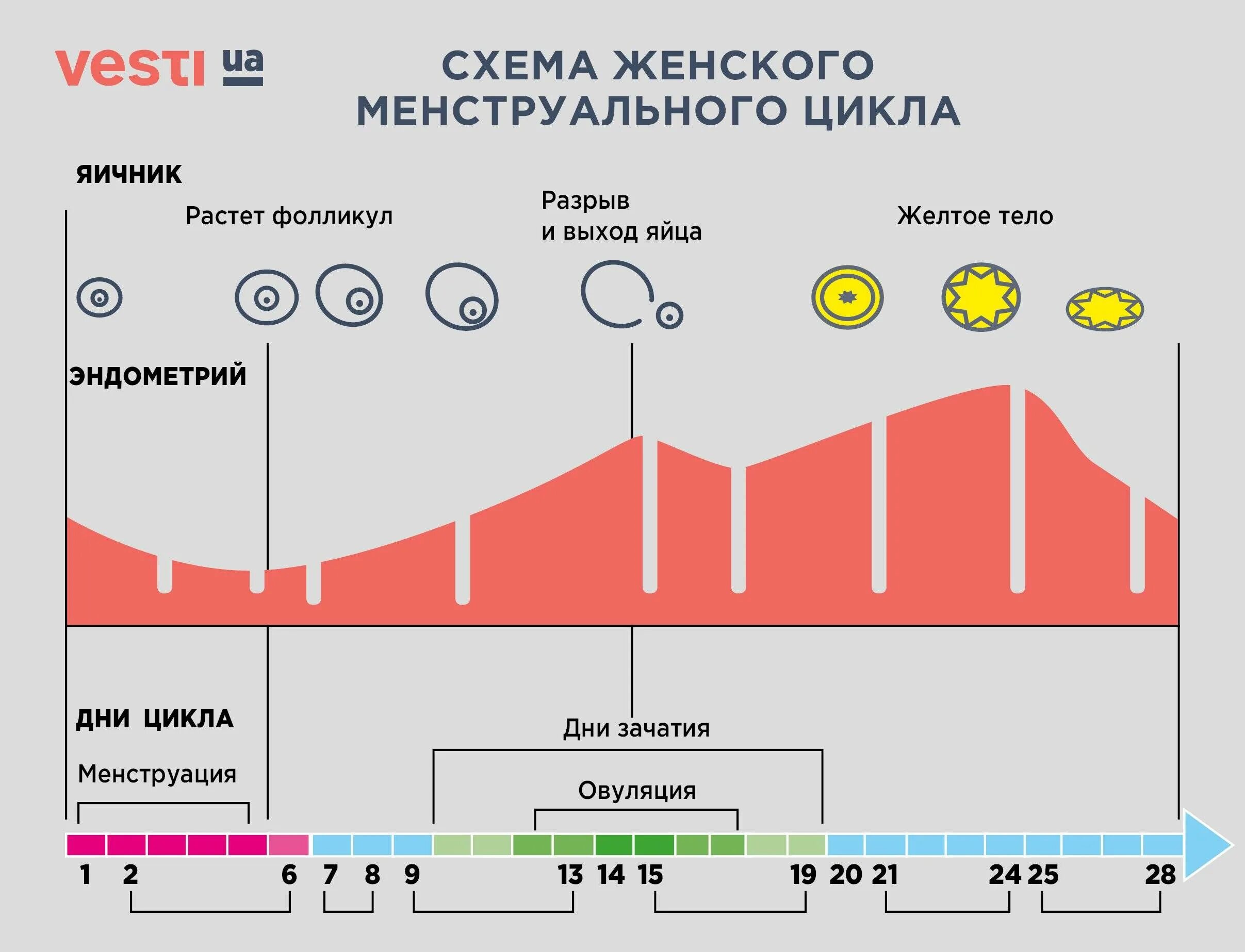 Сколько дней должны начаться месячные