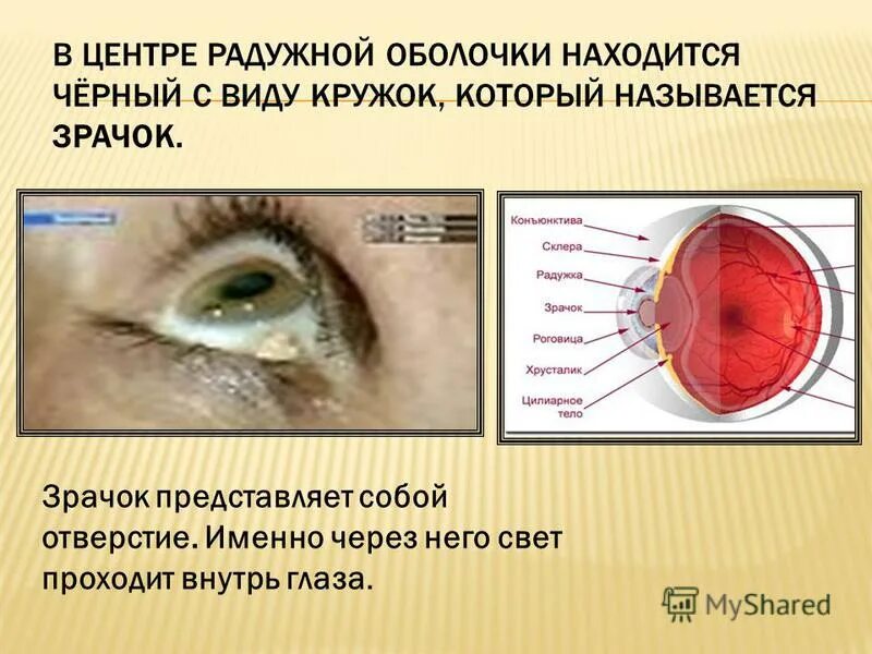 Какую функцию выполняет зрачок. Какую функцию выполняет зрачок