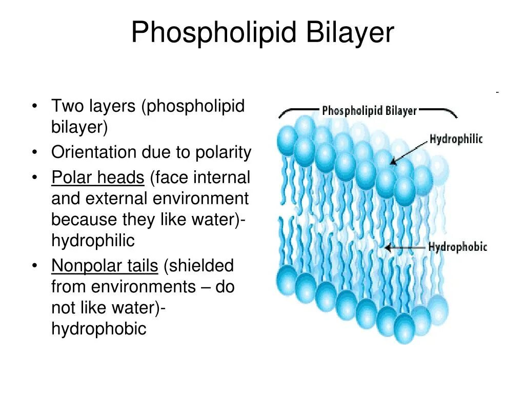 Two layer. Phospholipid. Билипидный слой мембраны. Phospholipid structure. Bilayer.