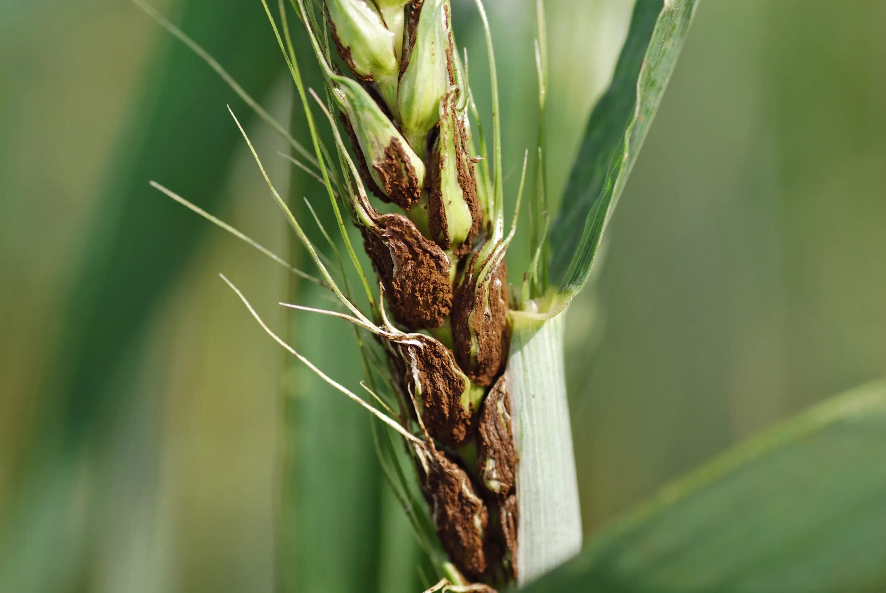 Пыльная Головня (Ustilago tritici). Пыльная головка пшеницы. Пыльная Головня грибы паразиты. Пыльная Головня озимой пшеницы. Пшеничный гриб