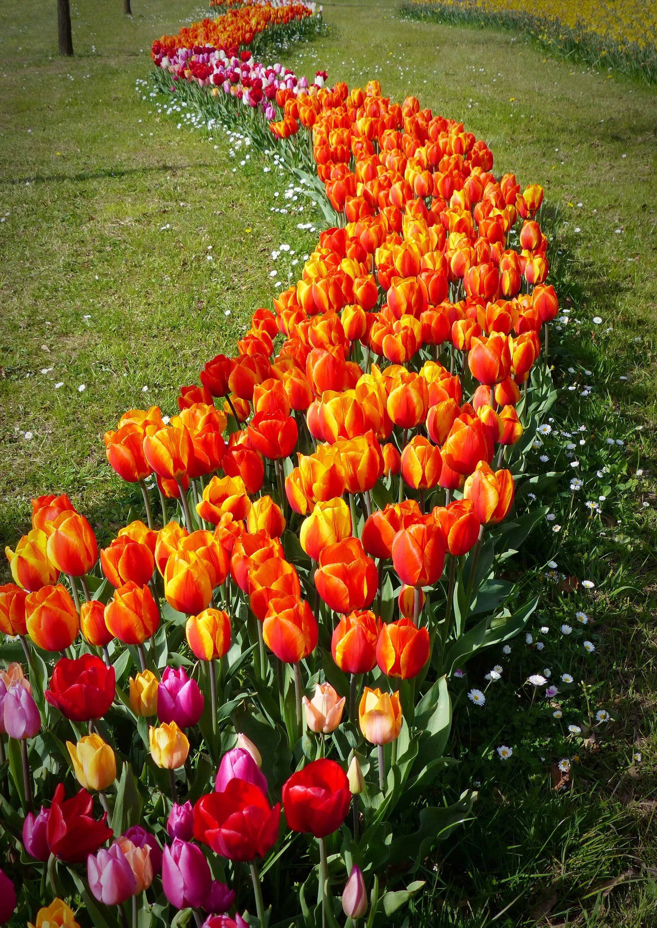 2 ряда тюльпанов. Санфловер тюльпаны. Тюльпан Ботанический оранжевый. Красочные тюльпаны. Тюльпаны разноцветные.