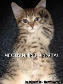 Здравия желаю ответ