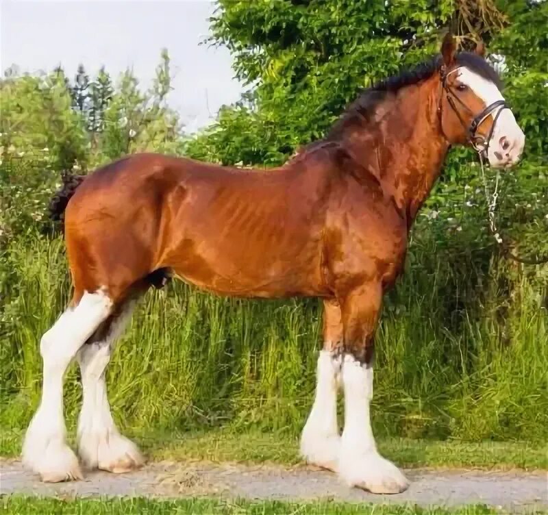Draft horse Clydesdale horses, Big horses, Work horses