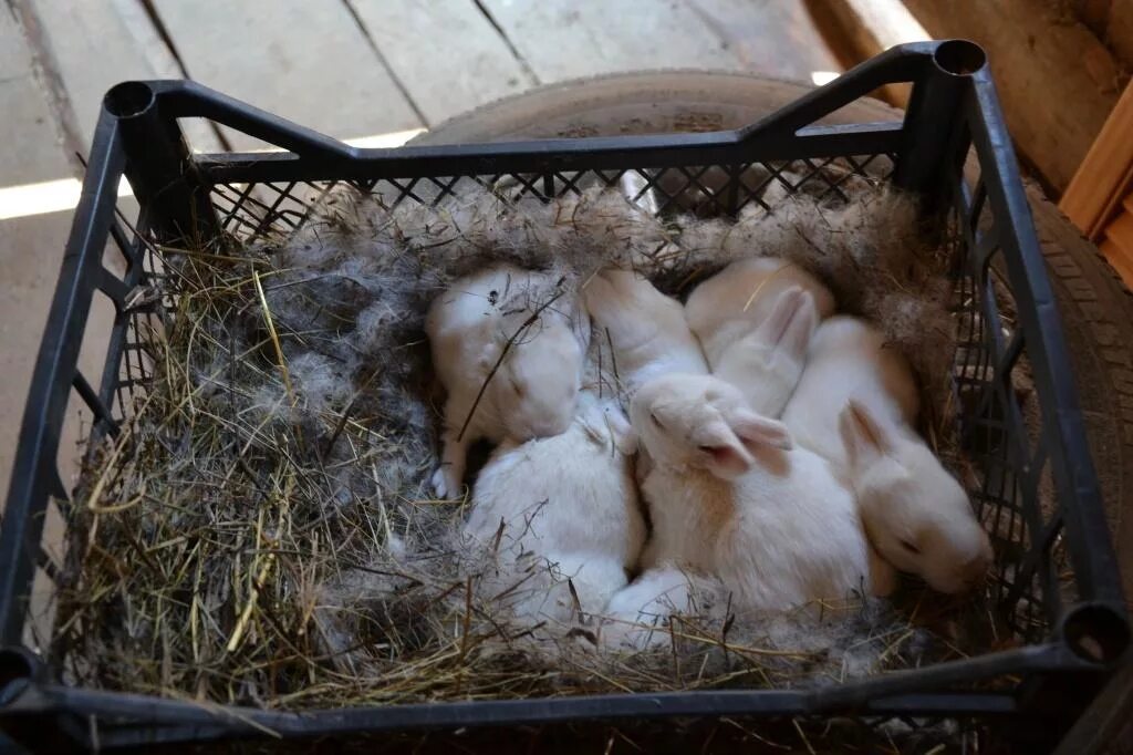 Сколько вынашивают кролики. Двухнедельные крольчата. Маленькие крольчата двухнедельные.