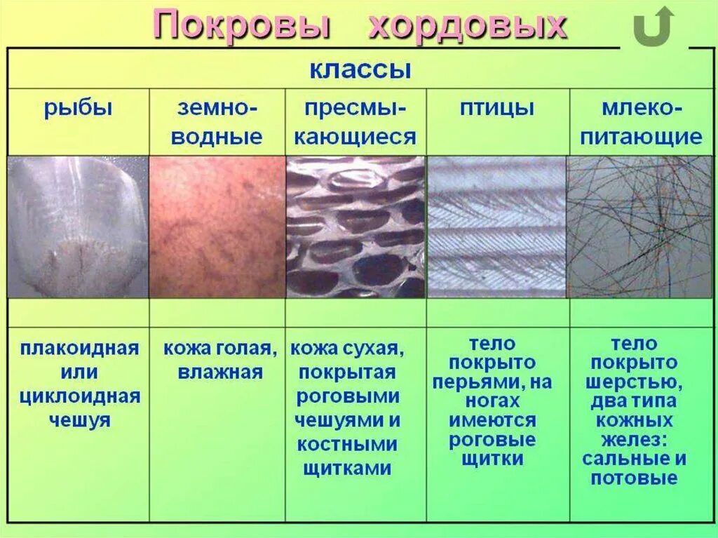 Какое происхождение волос. Покровы тела хордовых животных. Таблица покровы тела Тип Хордовые. Покровы тела хордовых 7 класс. Эволюция покровов тела животных.