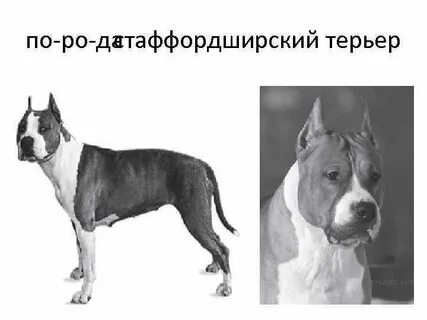 Рассмотрите фотографию собаки породы стаффордширский терьер