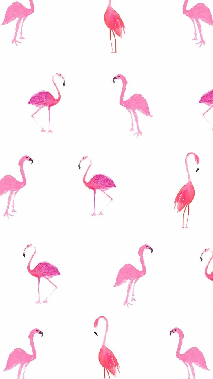 Фламинго. Розовый Фламинго. Розовый фон с Фламинго. Тема Фламинго. Фломинго