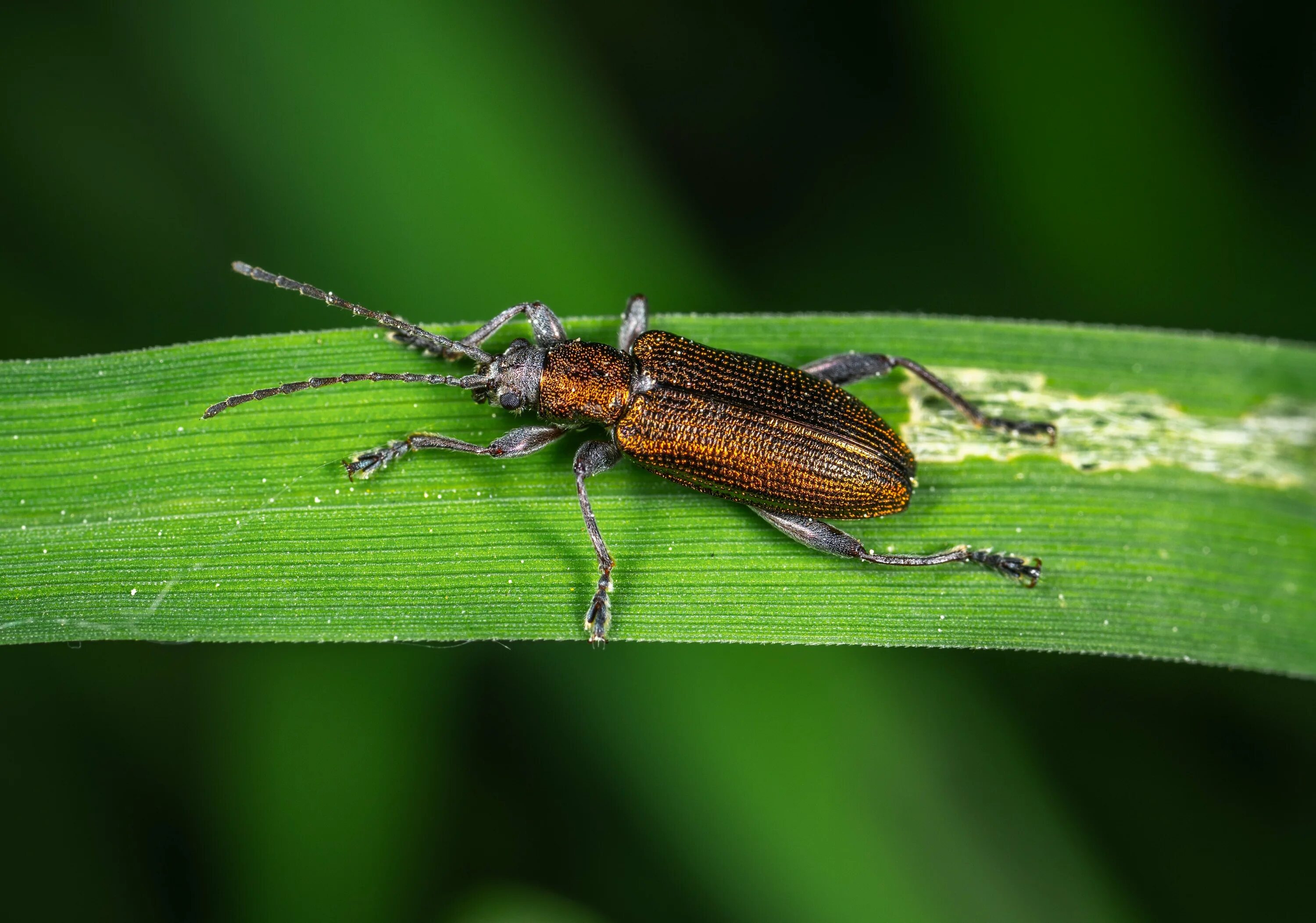 Жук сайт производителя. Жесткокрылые жуки. Жук веероус. Coleoptera жуки. Жук веероус энтомологический.