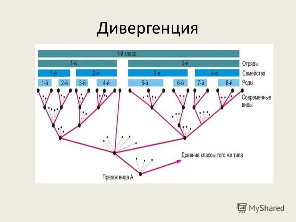 Конвергенция и дивергенция в биологии. Дивергенция схема эволюции. Схема дивергенции форм. Дивергенция и конвергенция схема. Дивергентный путь