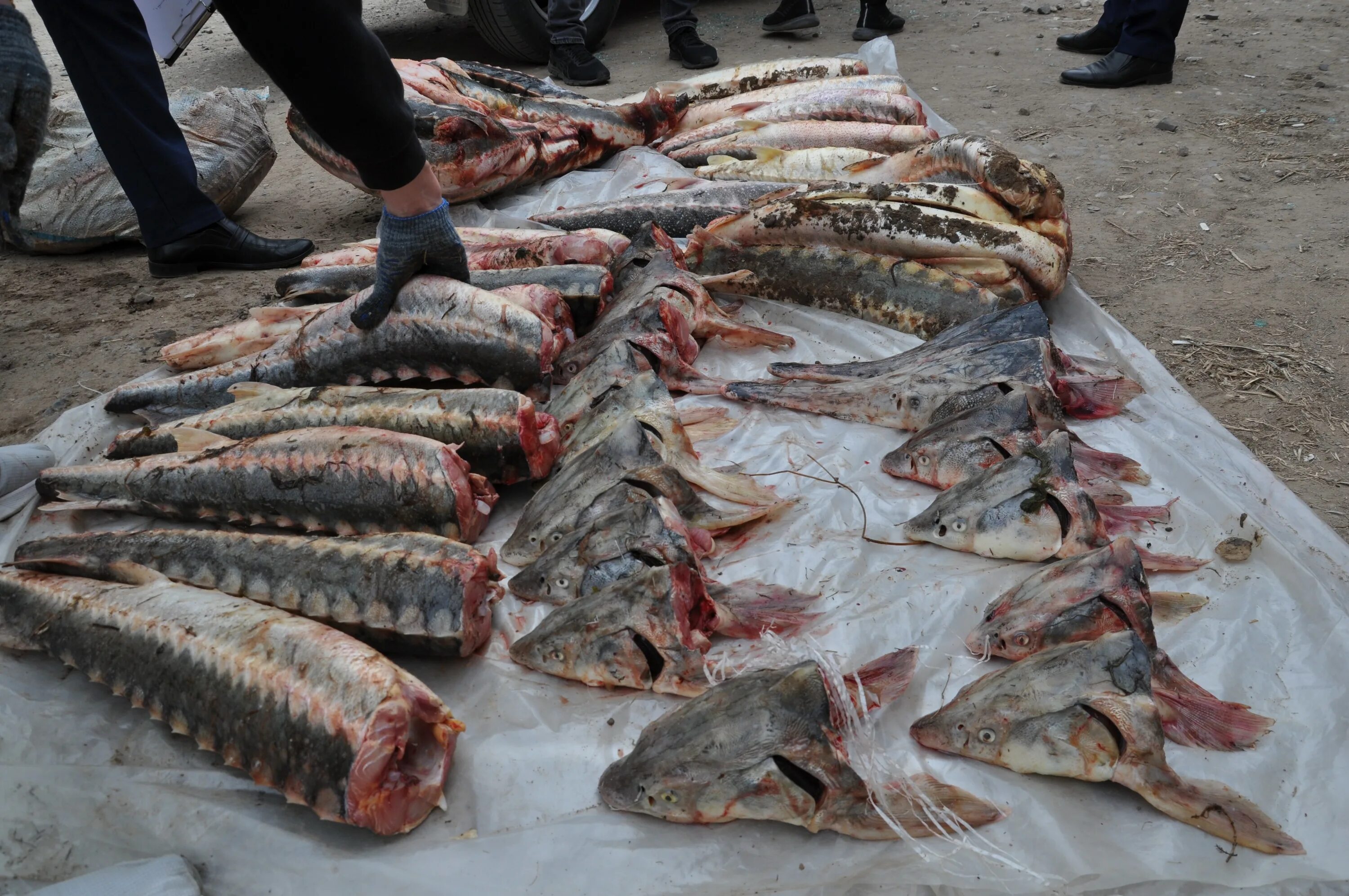 Рыба в астрахани есть. Задержание браконьеров Астрахань. Астрахань рыба. Рыбы Астраханской области.