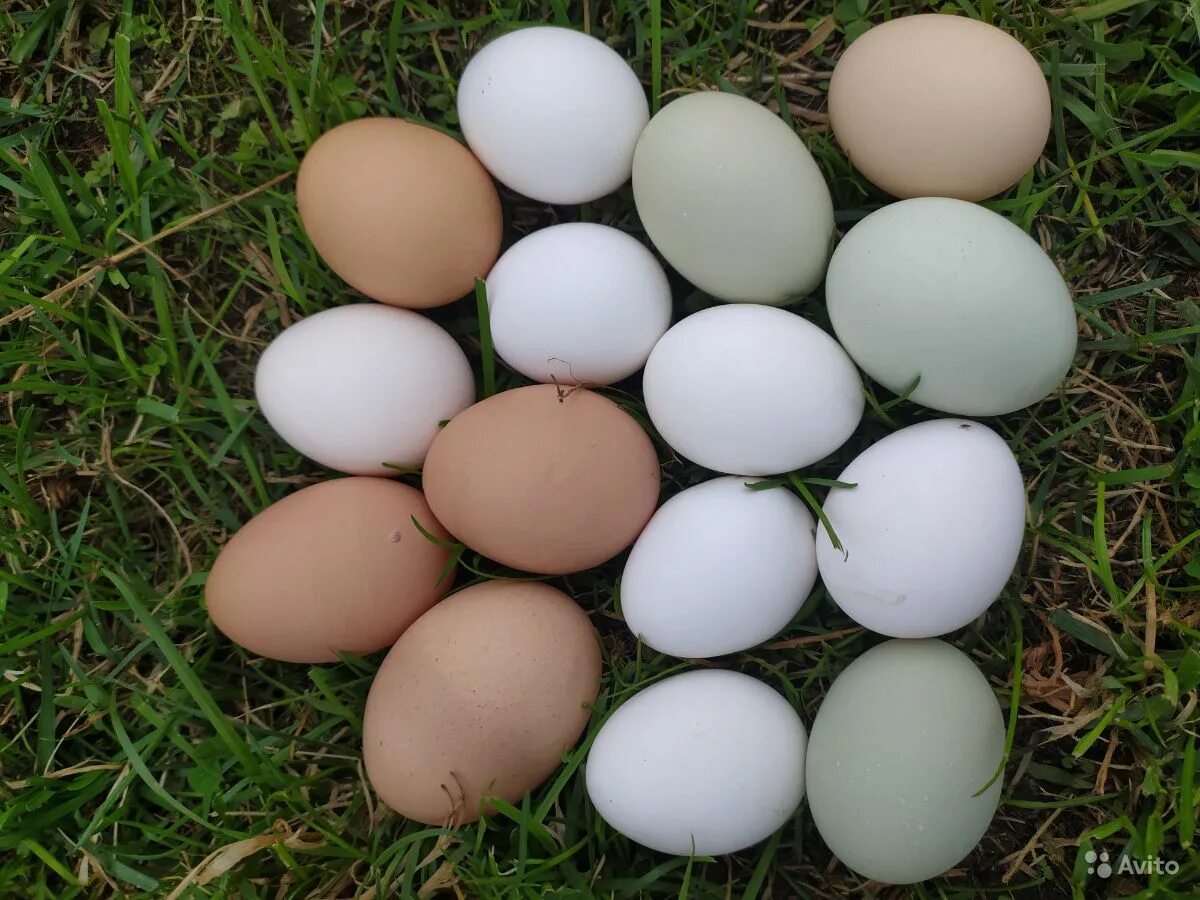 Купить яйцо инкубационное в нижегородской. Яйца домашние фото. Продаются домашние яйца. Домашнее яйцо настоящее. Домашние яйца в помете.