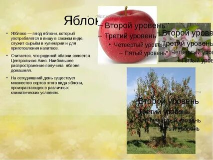 Яблоня является