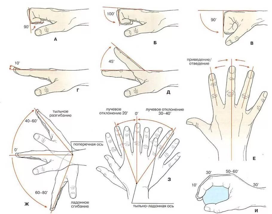 Движения кисти в лучезапястном суставе. Сгибание и разгибание кисти в лучезапястном суставе. Отведение радиальное лучезапястного сустава. Объем движений в суставах кистей. Комплекс лфк для лучезапястного сустава