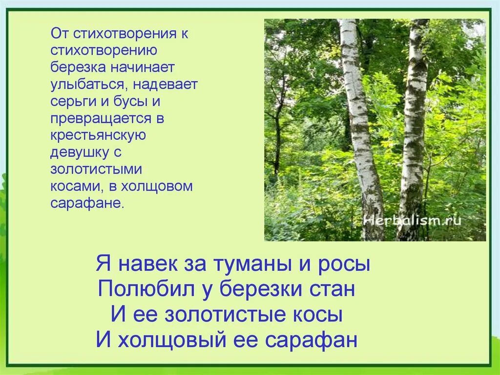 Я навек за туманы и росы полюбил. Стихотворение береза. Стих про березу. Берёзка стихотворение. Стеховоренея берёза.