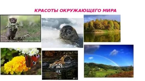 Мир красоты проект