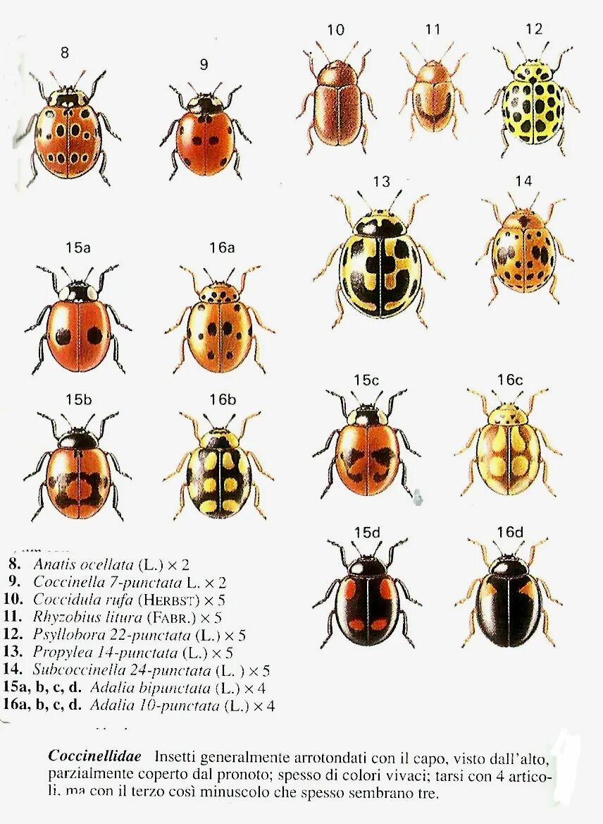 Coccinelle как правильно произносить на русском. Coccinelle как правильно произносить на русском