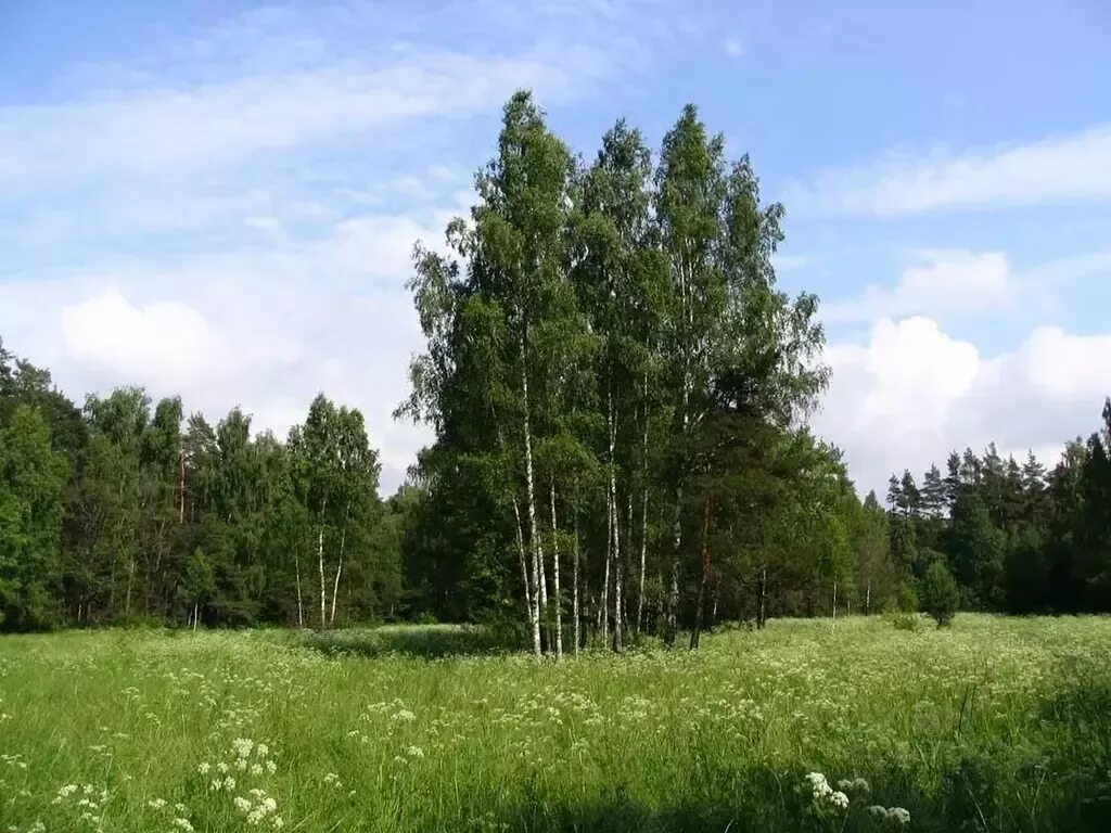 Лес Подмосковье. Березы Подмосковья. Лес около деревни. Участок у леса.