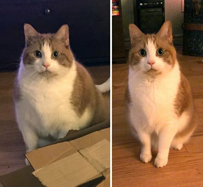 Почему кот похудел. Кошка до после похудения. кот похудение. котик худеет. толстый кот до и после.